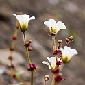 2907 Diskobukta Blomst06